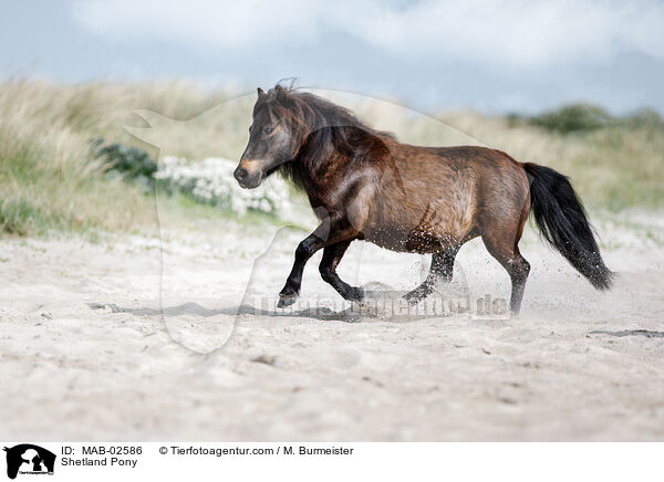 Shetland Pony / Shetland Pony / MAB-02586