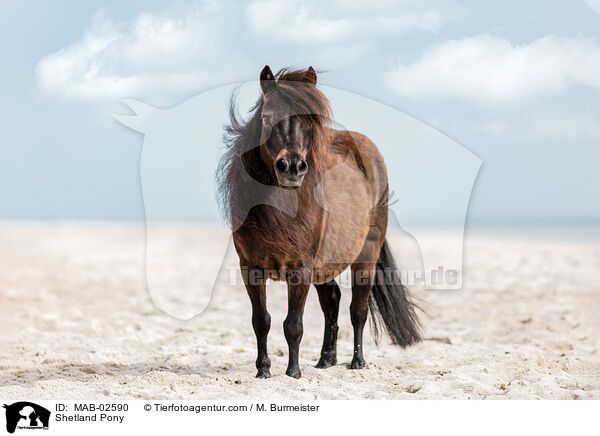 Shetland Pony / MAB-02590