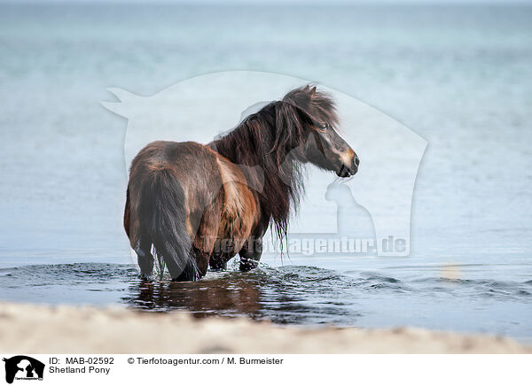 Shetland Pony / MAB-02592