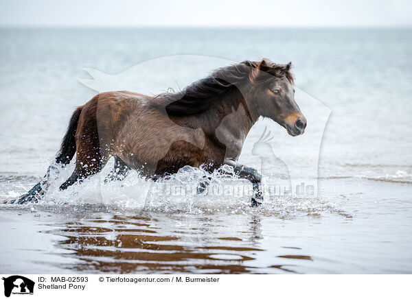 Shetland Pony / Shetland Pony / MAB-02593