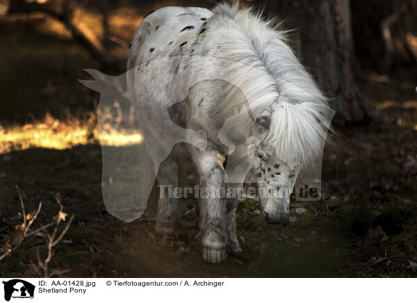 Shetland Pony / Shetland Pony / AA-01428.jpg