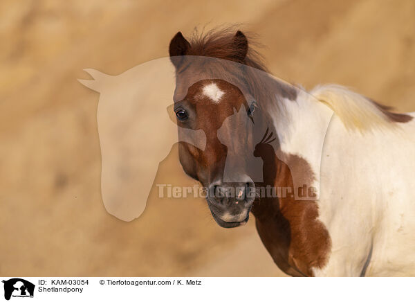 Shetlandpony / Shetlandpony / KAM-03054