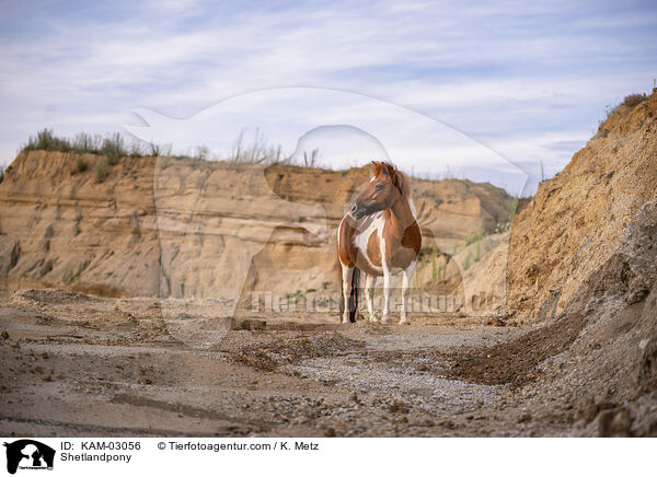 Shetlandpony / Shetlandpony / KAM-03056