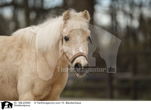 Shetlandpony / Shetlandpony / KB-20069