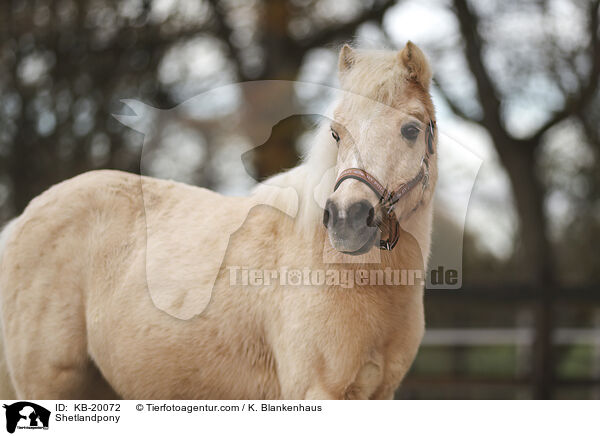 Shetlandpony / Shetlandpony / KB-20072