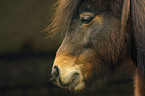 Shetland Pony Portrait