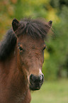 Shetland Pony Portrait