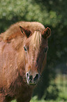 Shetland Pony Portrait