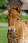 Shetlandpony foal