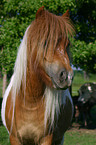 Icelandic horse Portrait