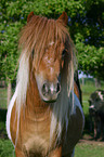 Icelandic horse Portrait