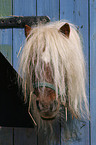 Shetland Pony Portrait