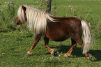 trotting Shetland Pony