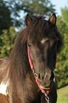 Shetland Pony Portrait