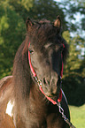 Shetland Pony Portrait