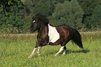 galloping Shetland Pony