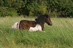 Shetland Pony in the meadow