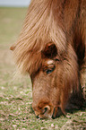 Shetland Pony