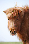 Shetland Pony