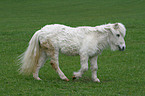 40 years old Shetlandpony