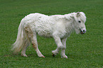 40 years old Shetlandpony