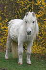 40 years old Shetlandpony