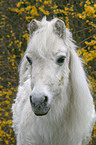 40 years old Shetlandpony