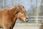 Shetland Pony