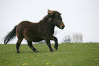 Shetland Pony