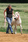 Shetland Pony