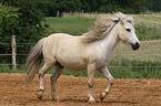 Shetlandpony