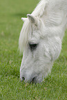 grazing Shetland Pony