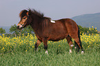 Shetland Pony