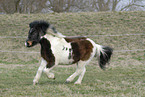 Shetland Pony