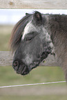 Shetlandpony Senior