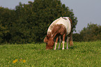 grazing Sheltandpony