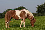 grazing Sheltandpony