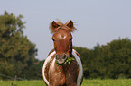 Sheltand Pony Portrait