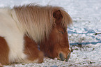 Shetland pony