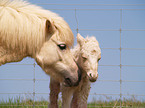 Shetland Pony