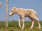 Shetlandpony foal