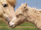 Shetland Pony