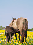 Shetland Pony