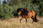 running Shetlandpony