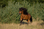 running Shetlandpony