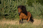 running Shetlandpony