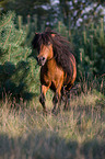 running Shetlandpony