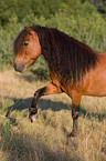 Shetlandpony shows trick