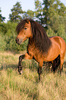 Shetlandpony shows trick