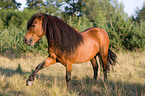 Shetlandpony shows trick